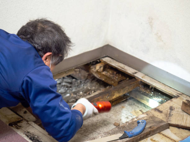 Best Attic Mold Removal  in New Orleans, LA