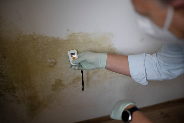 Mold Removal and Inspection in New Orleans, LA