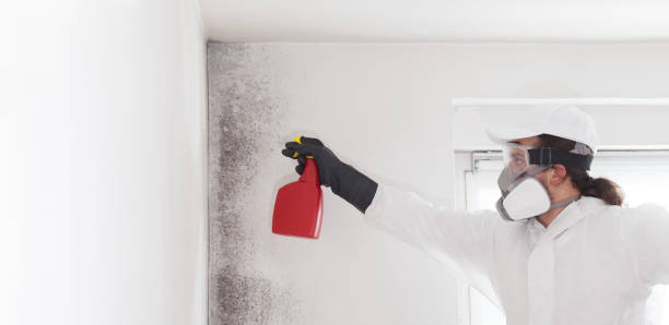 Best Black Mold Removal  in New Orleans, LA