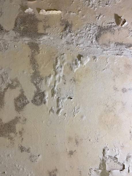 Best Commercial Mold Removal  in New Orleans, LA