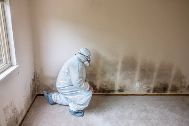 Best Attic Mold Removal  in New Orleans, LA